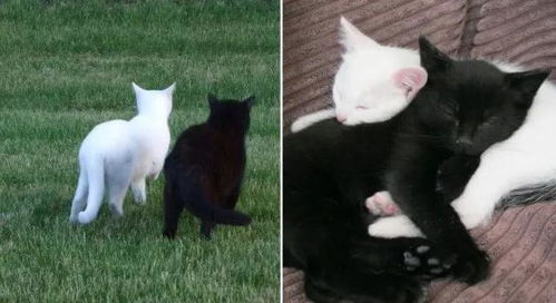 黑猫怎么组词语 黑猫怎么组词语