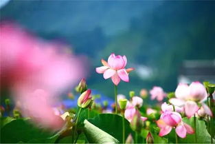 芬芳迷人的迷怎么组词