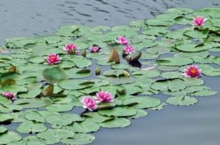 塘映怎么组词 塘映怎么组词