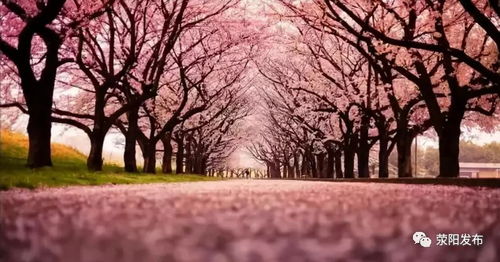 樱花的樱应该怎么组词