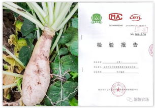 茼蒿的宠物怎么组词
