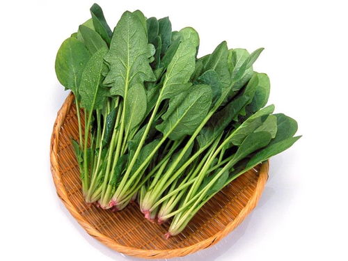 菠菜的菠能怎么组词