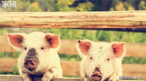 退出猪猪猪怎么组词