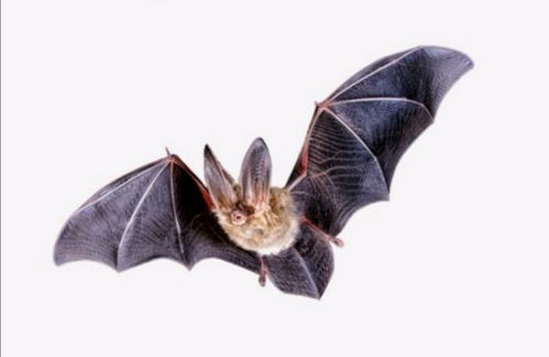 蝙蝠的烁怎么组词