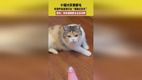 小猫的声音怎么组词啊