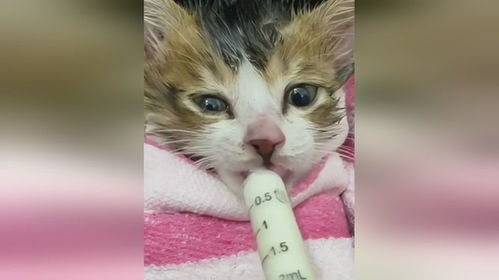 小猫的声音怎么组词啊