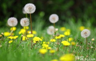 蒲公英的蒲怎么组词语 蒲公英的蒲怎么组词语