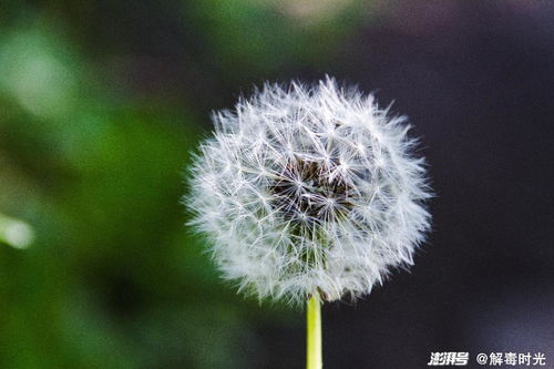 蒲公英的蒲怎么组词语 蒲公英的蒲怎么组词语