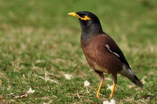 飞鸟飞怎么组词 飞鸟飞怎么组词