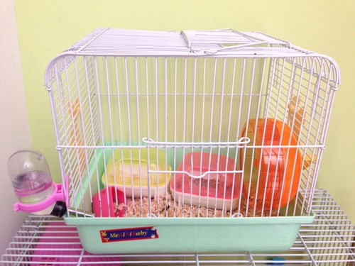 仓鼠笼子怎么组词造句