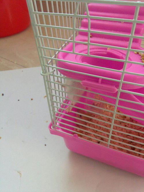 仓鼠笼子怎么组词造句