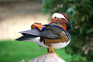 鸳鸯的鸳应该怎么组词 鸳鸯的鸳应该怎么组词