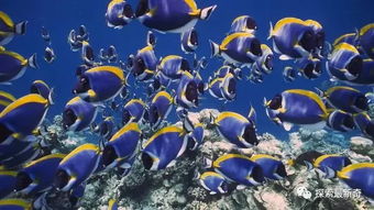 鲸鱼的鱼鱼怎么组词 鲸鱼的鱼鱼怎么组词