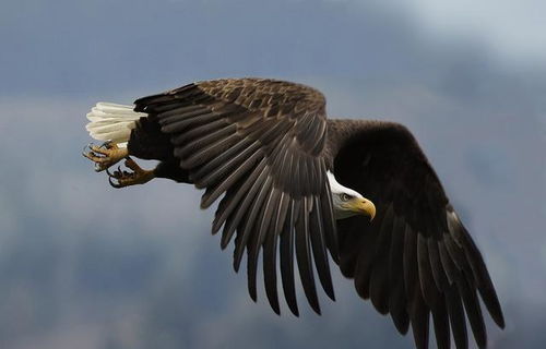 鹰和蝠怎么组词