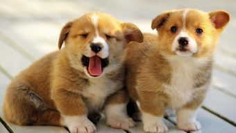 狗狗刚怎么组词