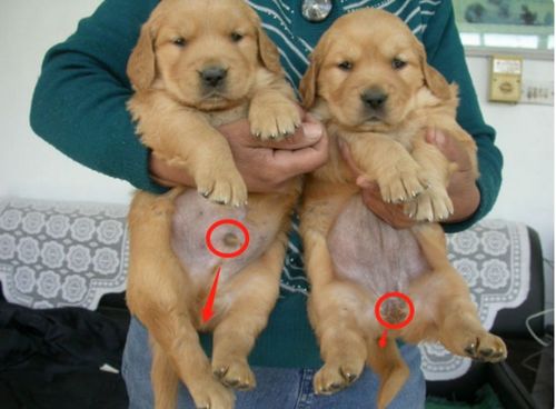 狗狗刚怎么组词