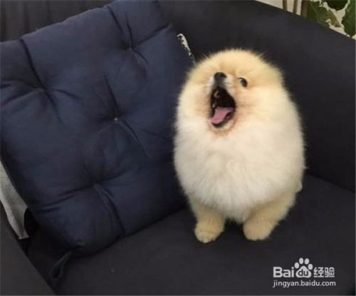 狗狗刚怎么组词