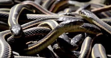 蛇出洞蝶后面怎么组词