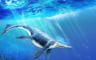 海豚是怎么组词