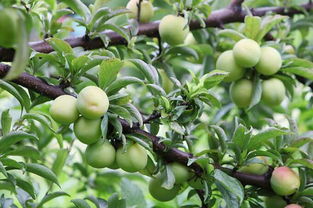 李子的李能怎么组词