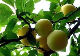 李子的李能怎么组词