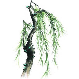 柳树的柳怎么组词