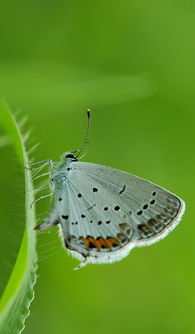 小蝴蝶的蝴可以怎么组词