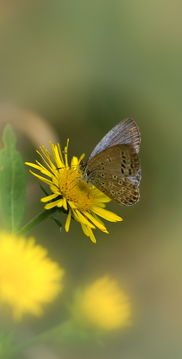小蝴蝶的蝴可以怎么组词