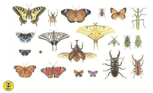 蝴蝶的虫怎么组词啊 蝴蝶的虫怎么组词啊