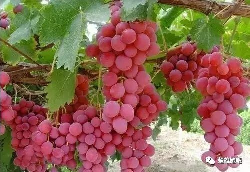 葡萄的跑怎么组词