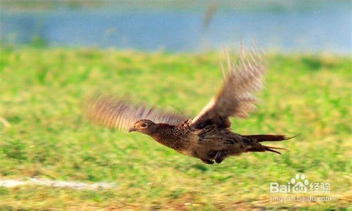 鸡野鸡怎么组词 鸡野鸡怎么组词