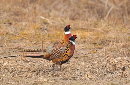 鸡野鸡怎么组词 鸡野鸡怎么组词