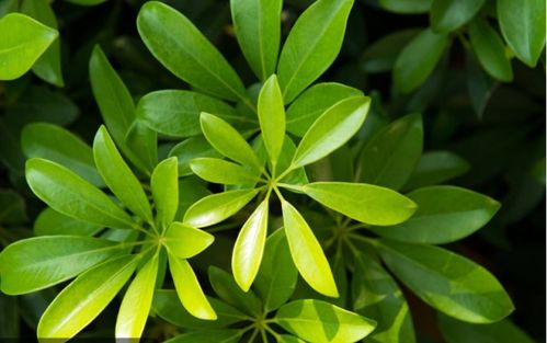 树叶的叶怎么组词