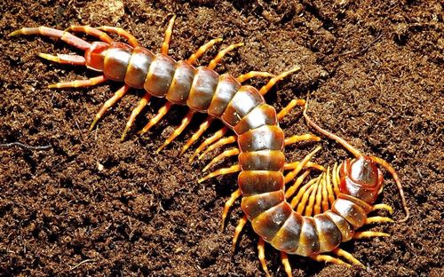 蜈蚣的蜈怎么组词