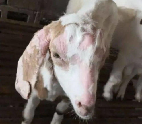 养羊痒痒怎么组词