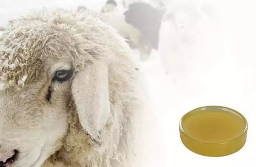 养羊痒痒怎么组词