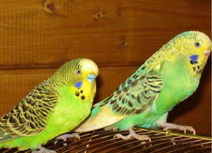 鹦鹉鹦鹉的鹦怎么组词