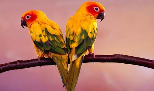 鹦鹉鹦鹉的鹦怎么组词