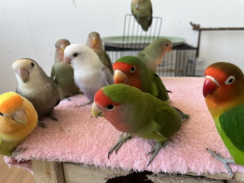 鹦鹉鹦鹉的鹦怎么组词