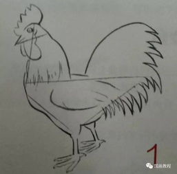 画鸡怎么组词