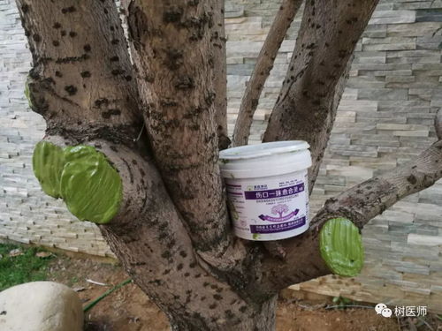 栽树了栽怎么组词 栽树了栽怎么组词