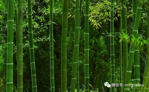 小度竹子怎么组词的 小度竹子怎么组词的