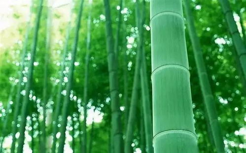 小度竹子怎么组词的 小度竹子怎么组词的