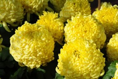 傲字怎么组词 傲字怎么组词