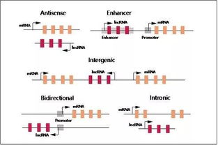 基因间怎么组词