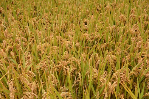 水稻穗的组词怎么写