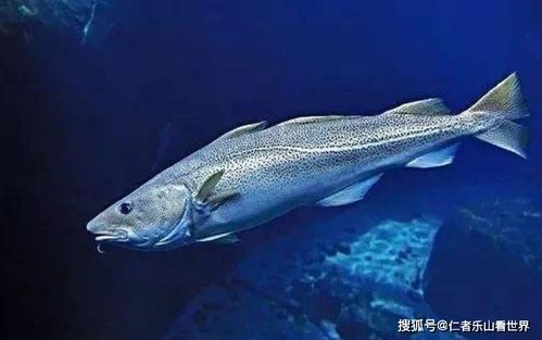 鳕鱼的鱼怎么组词 鳕鱼的鱼怎么组词