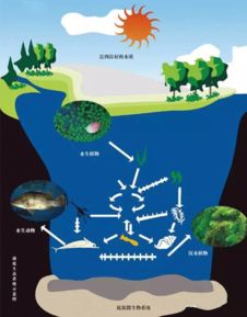 水藻的藻怎么组词