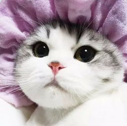 猫怎么吗怎么组词