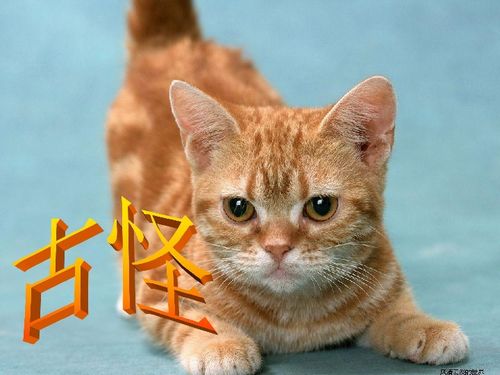 猫怎么吗怎么组词